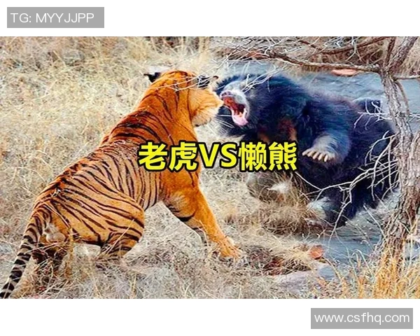 老虎竞技与兵工厂激战正酣谁将赢得这场精彩对决的胜利